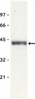 Anti-Bmi-1 Antibody, clone F6 
