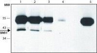 Anti-BMI1 (C-terminal) antibody produced in rabbit 