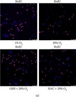 Anti-BrdU antibody, Mouse monoclonal 