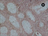 Anti-c-Fos antibody produced in rabbit 
