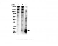 Anti-C9ORF72 (-GR sense Antibody, CT) 