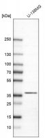 Anti-CAPZA2 antibody produced in rabbit 