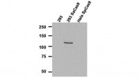 Anti-Cas9 Antibody, N-terminal Antibody, clone 6H4 Antibody, S. aureus 