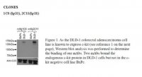 Anti-CD117 (c-Kit) Antibody, clone 2C11 