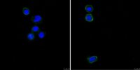 Anti-CD31 (PECAM-1) Antibody, clone MBC 78.1 