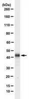 Anti-CD63 (LAMP3) Antibody, clone ME491 
