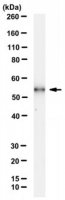 Anti-CLEC18A Antibody, clone 3A9E6 