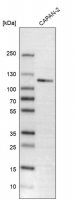 Anti-CLSTN1 antibody produced in rabbit 