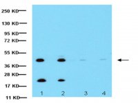 Anti-Connexin 43 Antibody, CT, cytosolic 