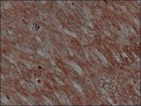 Anti-Connexin 43 antibody, Mouse monoclonal 