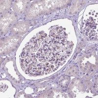 Anti-CPM antibody produced in rabbit 