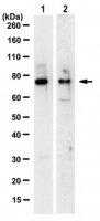 Anti-Dach1 Antibody, clone 1F6.1 