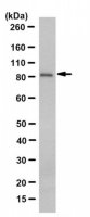 Anti-DAG Kinase Alpha Antibody, clone 10D6.1 