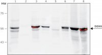 Anti-DDX6 antibody, Mouse monoclonal 