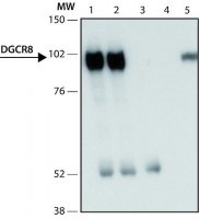 Anti-DGCR8 (C-terminal) antibody produced in rabbit 