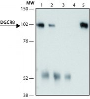 Anti-DGCR8 (N-terminal) antibody produced in rabbit 