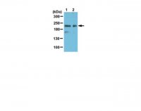 Anti-DNMT1 Antibody, Ac-4K 