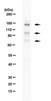 Anti-E3 ubiquitin-protein ligase RNF31 