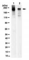 Anti-E3 ubiquitin-protein ligase UBR1 Antibody, clone 6H9.1 
