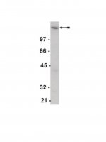 Anti-EGFR Antibody 