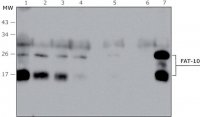 Anti-FAT10 (human specific) antibody produced in rabbit 