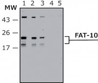 Anti-FAT10 (human specific) antibody, Mouse monoclonal 