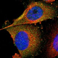 Anti-FER antibody produced in rabbit 