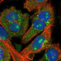Anti-FEZ2 antibody produced in rabbit 