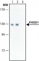 Anti-FHOD1 antibody produced in rabbit 