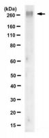 Anti-Fibronectin Antibody, cell binding domain Antibody, clone P1H11 