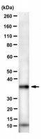 Anti-FMR1polyG Antibody, clone 8FM-2F7 