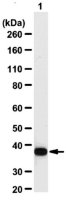 Anti-GAPDH Antibody 