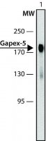 Anti-Gapex-5 antibody produced in rabbit 