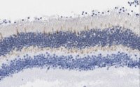 Anti-GCAP1 Antibody, clone 6B12 