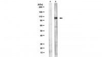 Anti-GCP2 Antibody, clone GCP2-02 