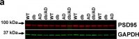 Anti-Glial Fibrillary Acidic Protein antibody produced in rabbit 