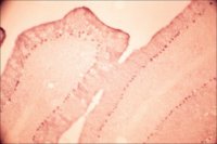 Anti-Glutamate Receptor NMDAR1 (NR1) antibody produced in rabbit 