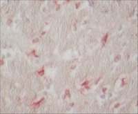 Anti-Glutamine Synthetase antibody produced in rabbit 