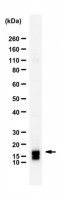 Anti-Glutaredoxin-2 (Grx2) 