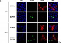 Anti-Glutathione-S-Transferase (GST) antibody produced in rabbit 