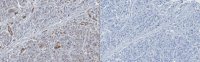 Anti-GOLM1 Antibody, clone 6A2 