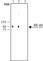 Anti-Guanylyl Cyclase 1 antibody produced in rabbit 
