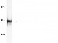 Anti-HDAC1 Antibody 