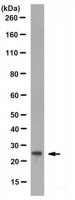 Anti-Heterochromatin Protein-1 Antibody, clone 4C12.1 