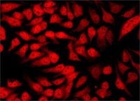 Anti-Histone Deacetylase 3 (HDAC3) antibody produced in rabbit 