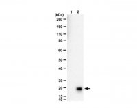 Anti-Histone H3.3 K36I Mutant 