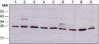 Anti-HMGB1 (HMG1) (C-terminal) antibody produced in rabbit 