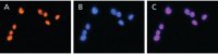 Anti-HMGB2 (HMG2) antibody produced in rabbit 