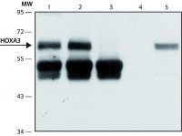 Anti-HOXA3 antibody produced in rabbit 
