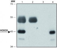 Anti-HOXD9 antibody produced in rabbit 